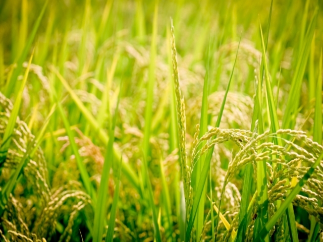 長野県の風景：お米